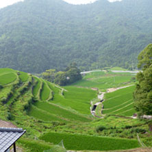 中山千枚田