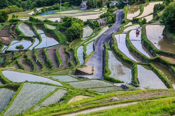 中山棚田